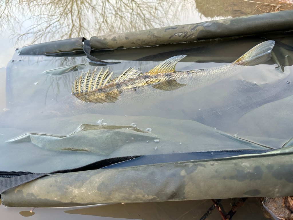 004 – January 2026 –&nbsp;Blog